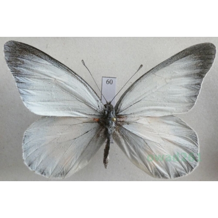 Delias zebuda Hewitson, 1862 male Indonesia, Sulawesi60